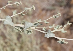 Atriplex argentea