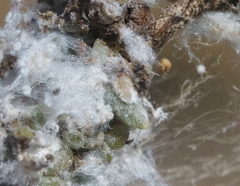 Craspedolepta suaedae