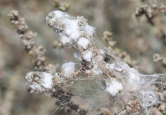 Craspedolepta suaedae