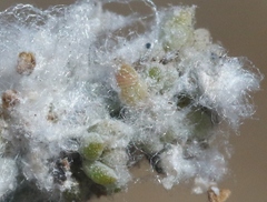 Craspedolepta suaedae