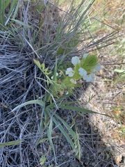 Castilleja rubicundula rubicundula