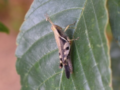 Omalotettix obliquus