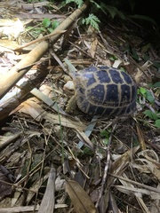 Indotestudo elongata