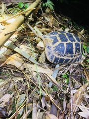 Indotestudo elongata