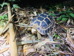 Indotestudo elongata