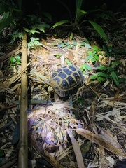 Indotestudo elongata