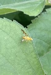 Strauzia longipennis