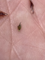 Eleocharis quinqueflora