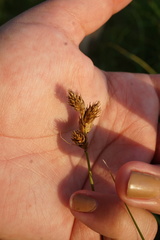 Carex bicknellii