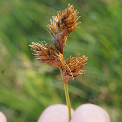 Carex bicknellii