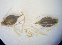 Eleocharis quinqueflora