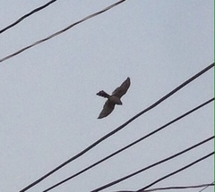 Accipiter cooperii