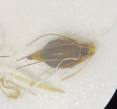 Eleocharis quinqueflora