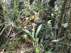 Oncidium mirandum