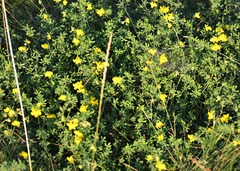 Lotus corniculatus corniculatus