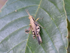 Omalotettix obliquus