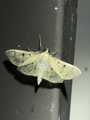 Herpetogramma fluctuosalis