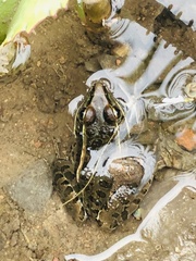 Lithobates neovolcanicus