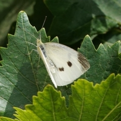 Pieris rapae