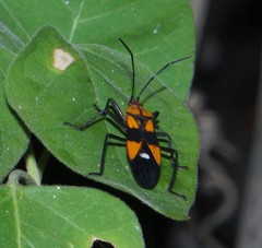 Oncopeltus spectabilis