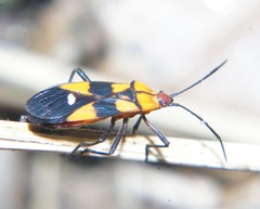 Oncopeltus spectabilis