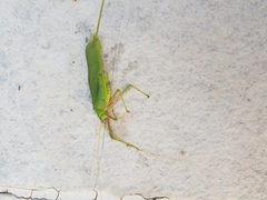 Acrometopa macropoda