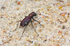 Cicindela scutellaris lecontei