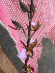 Rhynchostele bictoniensis
