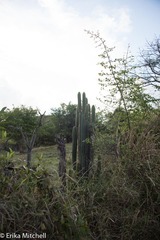 Pilosocereus