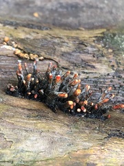 Xylaria globosa