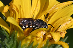 Dianthidium subparvum