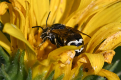 Dianthidium subparvum