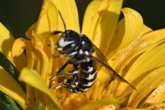 Dianthidium subparvum