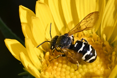 Dianthidium subparvum