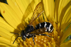 Dianthidium subparvum