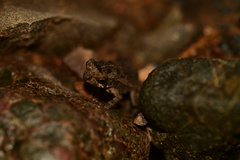 Incilius aucoinae