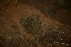 Incilius aucoinae