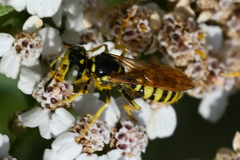 Philanthus crabroniformis