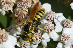 Philanthus crabroniformis