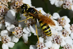 Philanthus crabroniformis