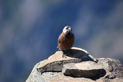 Leucosticte tephrocotis littoralis