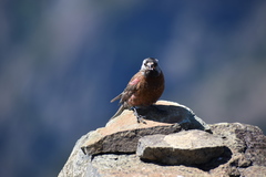 Leucosticte tephrocotis littoralis