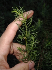 Baccharis coridifolia