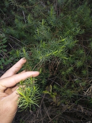 Baccharis coridifolia
