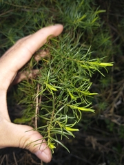 Baccharis coridifolia