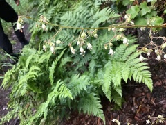 Heuchera glabra