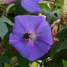 Bombus californicus