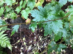 Heuchera glabra