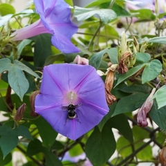 Bombus californicus