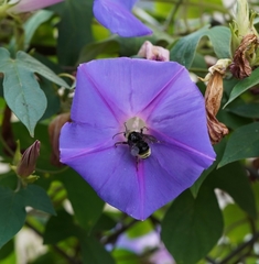 Bombus californicus